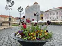 Imagine atasata: IMG_8052.jpg